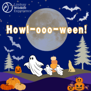 Howl-ooo-ween artwork from Lindsay Wildlife Experience: cartoon ghosts, bats, pumpkins and a howling coyote under a full moon